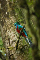 Resplendent quetzal (Pharomachrus mocinno) male perched in tree, feathers appearing blue not green due to nature of light, El Triunfo biosphere reserve, Sierra Madre del Sur, Chiapas, Mexico
