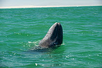 Grey whale (Eschrichtius robustus) calf spy-hopping, Ojo de Liebre lagoon, Viscaino Biosphere reserve, Baja California, Mexico