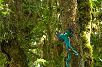 Resplendent quetzal (Pharomachrus mocinno) male landing at entrance to nest hole in tree, El Triunfo biosphere reserve, Sierra Madre del Sur, Chiapas, Mexico