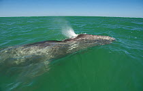 Grey whale (Eschrichtius robustus) calf blowing at surface, Ojo de Liebre lagoon, Viscaino Biosphere reserve, Baja California, Mexico