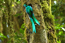 Resplendent quetzal (Pharomachrus mocinno) male at entrance to nest hole in tree, El Triunfo biosphere reserve, Sierra Madre del Sur, Chiapas, Mexico