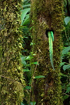 Resplendent quetzal (Pharomachrus mocinno) male tail feathers protruding from nest hole in tree, green colour enable them to mimic bromeliad leaves, El Triunfo biosphere reserve, Sierra Madre del Sur,...