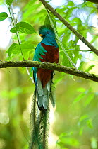 Resplendent quetzal (Pharomachrus mocinno) male perched, El Triunfo biosphere reserve, Sierra Madre del Sur, Chiapas, Mexico