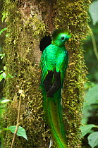 Resplendent quetzal (Pharomachrus mocinno) male at nest hole in tree, El Triunfo biosphere reserve, Sierra Madre del Sur, Chiapas, Mexico