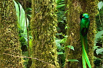 Resplendent quetzal (Pharomachrus mocinno) male at nest hole in tree, El Triunfo biosphere reserve, Sierra Madre del Sur, Chiapas, Mexico