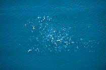Aerial view of large group of Common dolphin (Delphinus delphis) surfacing, Loreto Marine Reserve, Gulf of California, Mexico, April