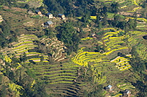 Aerial view of terraced fields and houses, Himalayan foothills, Nepal, November 2007