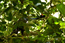Horned guan (Oreophasis derbianus) perched in tree, El Triunfo Biosphere Reserve, Sierra Madre del Sur, Chiapas, Mexico, Endangered species