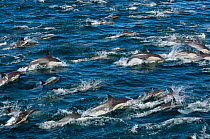Large group of Common dolphin (Delphinus delphis) surfacing, Loreto Marine Reserve, Gulf of California, Mexico, April
