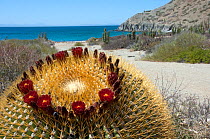 Giant barrel cactus (Ferocactus diguetii) in flower on coast, Catalina Island, Gulf of California, Mexico