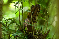 Highland guan / Black penelopina (Penelopina nigra) female on nest, El Triunfo Biosphere Reserve, Sierra Madre del Sur, Chiapas, Mexico, Vulnerable species