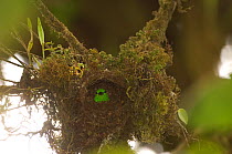 Blue-Crowned Chlorophonia (Chlorophonia occipitalis) on nest in cloudforest, El Triunfo Biosphere Reserve, Sierra Madre del Sur, Chiapas, Mexico