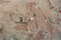 Ancient cave paintings of human and large whale, Sierra de San Francisco, Baja California, Mexico