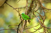 Blue-Crowned Chlorophonia (Chlorophonia occipitalis) female perched in cloudforest, El Triunfo Biosphere Reserve, Sierra Madre del Sur, Chiapas, Mexico