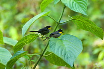 White-naped / Yellow-throated Brush-finch (Atlapetes guteralis griseipectus) pair perched, El Triunfo Biosphere Reserve, Sierra Madre del Sur, Chiapas, Mexico