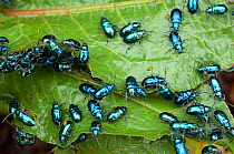 Large group of irridescent blue Ground beetles (Carabidae) on leaf in cloudforest, El Triunfo Biosphere Reserve, Sierra Madre del Sur, Chiapas, Mexico