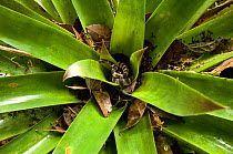 Snake resting at the base of bromeliad plant, El Triunfo Biosphere Reserve, Sierra Madre del Sur, Chiapas, Mexico