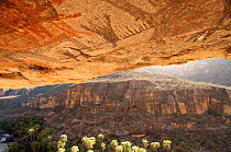 Ancient cave paintings of vultures on roof of cave with view of Palms growing outside the cave, Sierra de San Francisco, Baja California, Mexico