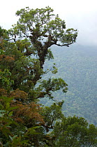 Cloudforest tree canopy, El Triunfo Biosphere Reserve, Sierra Madre del Sur, Chiapas, Mexico, April 2007