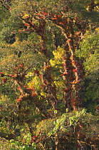 Trees supporting Bromeliads in Cloudforest, El Triunfo Biosphere Reserve, Sierra Madre del Sur, Chiapas, Mexico, April 2007