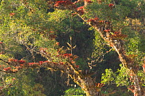 Trees supporting Bromeliads in Cloudforest, El Triunfo Biosphere Reserve, Sierra Madre del Sur, Chiapas, Mexico, April 2007
