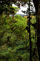 Cloudforest tree canopy, El Triunfo Biosphere Reserve, Sierra Madre del Sur, Chiapas, Mexico, April 2007