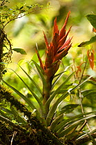 Bromeliad growing on tree trunk in cloudforest, El Triunfo Biosphere Reserve, Sierra Madre del Sur, Chiapas, Mexico, April 2007