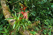Flowering bromeliad growing on tree in cloudforest, El Triunfo Biosphere Reserve, Sierra Madre del Sur, Chiapas, Mexico, April 2007