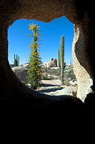 Boojum tree (Fouquieria columnaris) and Cardon cactus (Pachycereus sp) viewed through a window in coastal rock, Catavina desert, Baja California, Mexico
