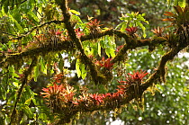 Bromeliads growing on tree branches in cloudforest, El Triunfo Biosphere Reserve, Sierra Madre del Sur, Chiapas, Mexico, April 2007