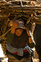 Woman carrying fire wood, Sagarmatha National Park, Khumbu, Himalayas, Nepal, December 2007