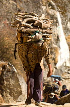 Local people carrying fire wood, Sagarmatha National Park, Khumbu, Himalayas, Nepal, December 2007