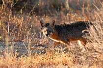 Eastern grey fox {Urocyon cinereoargenteus} Valle de Los Cirios, Baja California, Mexico