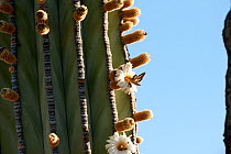 Hummingbird hawkmoth feeding from nectar of a Cardon cactus {Pachycereus sp) flower, Baja California, Mexico