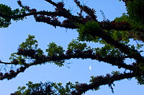 Silhouette of bromeliads growing on tree branches in cloudforest with moon in background, El Triunfo Biosphere Reserve, Sierra Madre del Sur, Chiapas, Mexico, April 2007