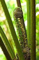 Tree fern frond unfurling in cloudforest, El Triunfo Biosphere Reserve, Sierra Madre del Sur, Chiapas, Mexico, April 2007