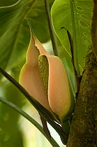 Mafafa flower, Arum (Xanthosoma sp) El Triunfo Biosphere Reserve, Sierra Madre del Sur, Chiapas, Mexico, April 2007