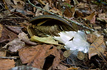 Seeds and fruit on forest floor, seeds are adapted for wind dispersal, floating down from the canopy, El Triunfo Biosphere Reserve, Sierra Madre del Sur, Chiapas, Mexico, April