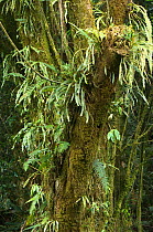 Bromeliads growing on tree trunk in cloudforest, El Triunfo Biosphere Reserve, Sierra Madre del Sur, Chiapas, Mexico, April
