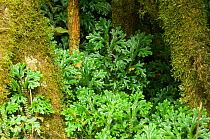 Ferns growing in cloudforest, El Triunfo Biosphere Reserve, Sierra Madre del Sur, Chiapas, Mexico, April