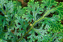 Ferns growing in cloudforest, El Triunfo Biosphere Reserve, Sierra Madre del Sur, Chiapas, Mexico, April