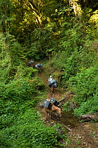 Sixteen mules were required to carry the equipment for the photographic team of the ILCP Rapid Assessment Visual Expedition (RAVE), El Triunfo Biosphere Reserve, Sierra Madre del Sur, Chiapas, Mexico,...