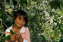 Girl in coffee plantation with flowering coffee bush in background, El Triunfo Biosphere Reserve, Sierra Madre del Sur, Chiapas, Mexico, April 2007