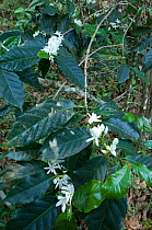 Flowering coffee bush (Coffea sp), El Triunfo Biosphere Reserve, Sierra Madre del Sur, Chiapas, Mexico, April 2007