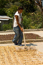 Man spreading coffee beans out to dry in the sun, coffee plantation, El Triunfo Biosphere Reserve, Sierra Madre del Sur, Chiapas, Mexico, April 2007