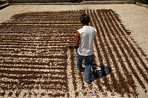 Man spreading coffee beans out to dry in the sun, coffee plantation, El Triunfo Biosphere Reserve, Sierra Madre del Sur, Chiapas, Mexico, April 2007