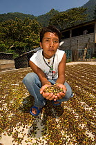 Man holding coffee beans spread out to dry in the sun, coffee plantation, El Triunfo Biosphere Reserve, Sierra Madre del Sur, Chiapas, Mexico, April 2007