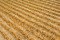 Coffee beans spread out to dry in the sun, coffee plantation, El Triunfo Biosphere Reserve, Sierra Madre del Sur, Chiapas, Mexico, April 2007