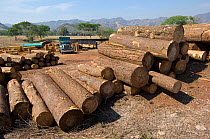 Pine trunks prepared for transport. Deforestation is one of the greatest threats to the El Triunfo Biosphere Reserve, Sierra Madre del Sur, Chiapas, Mexico, April 2007