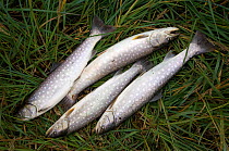 Four Brown trout (Salmo trutta) on ground, caught by sport fisherman, Small Xadutka River, Southern Kamchatka, Russia